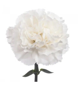 White (CO)