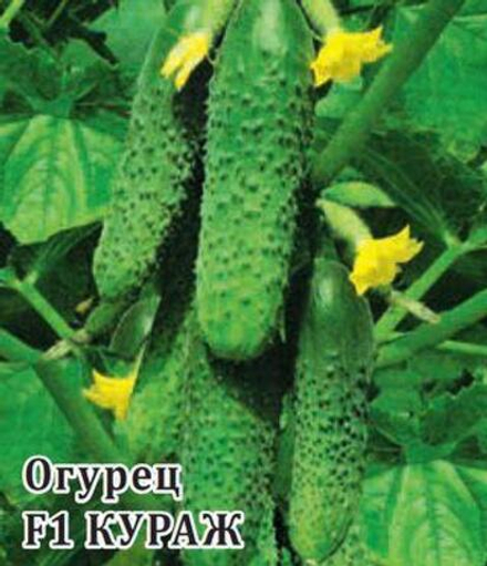 Семена Огурец Кураж F1