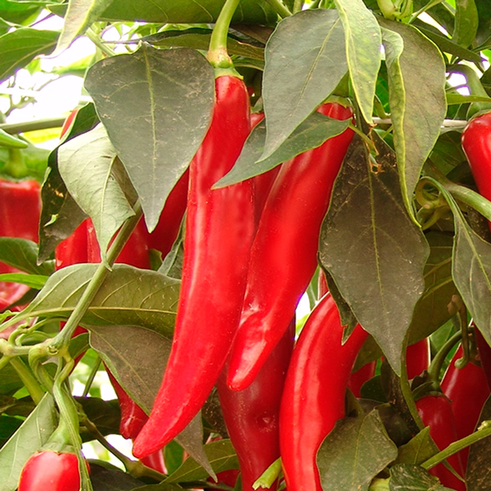 Сайдах F1 семена перца острого (Syngenta / Сингента)