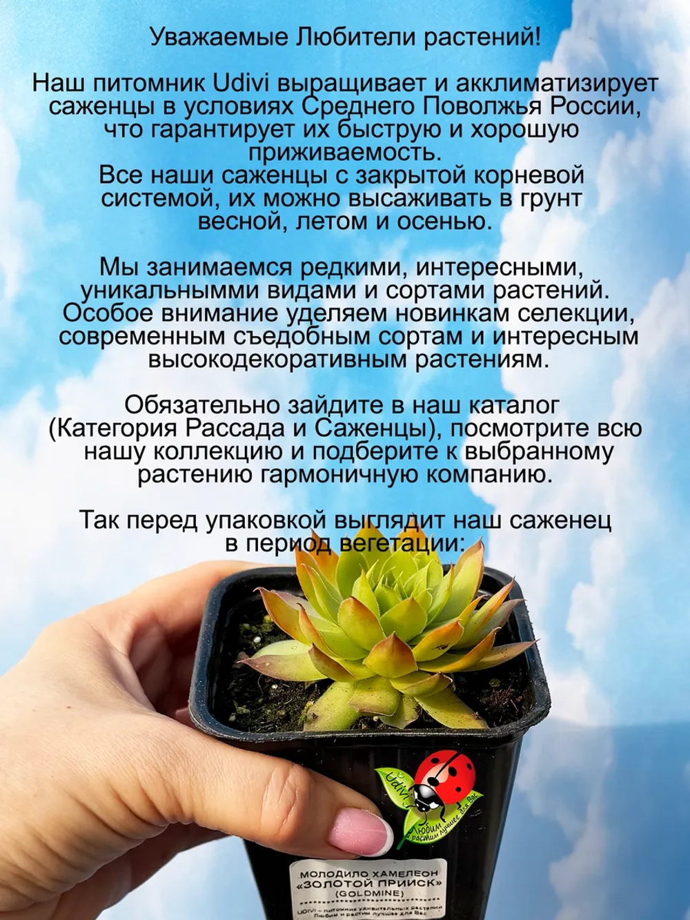 Молодило Золотой прииск золотистое каменная роза