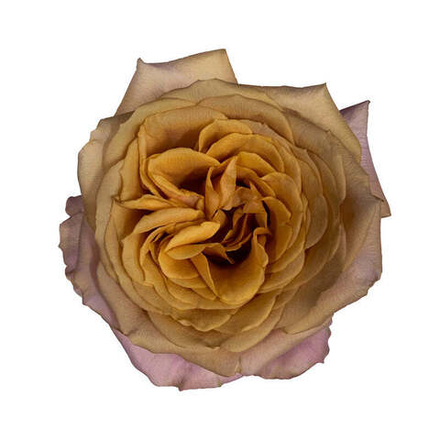 Голден Мустард (Golden Mustard) — интерьерный садовый сорт