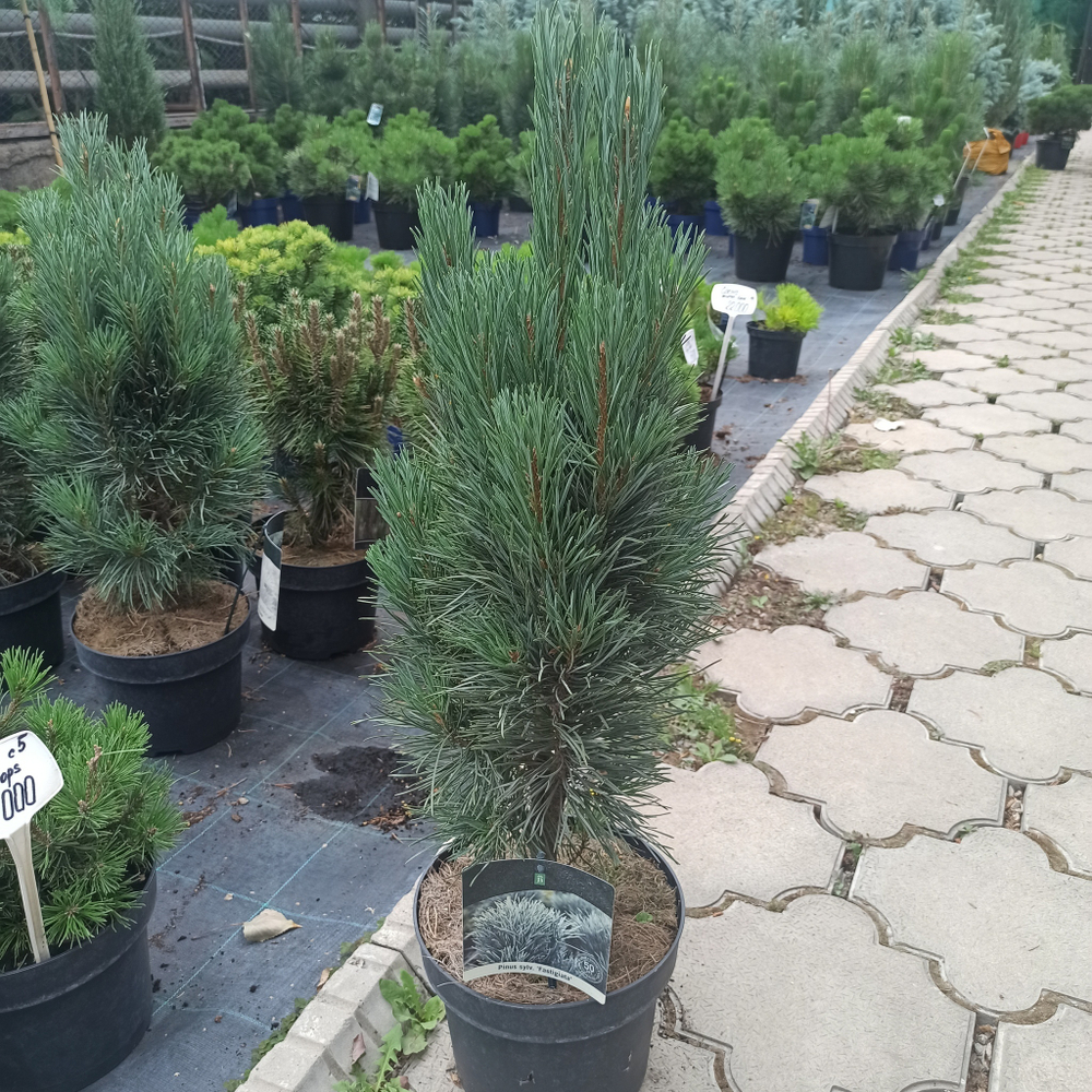 Сосна "Sylvestris Fastigiata"