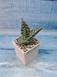 Aloe Variagata