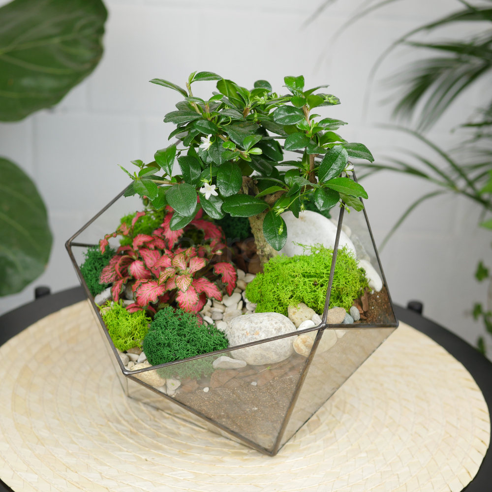 Готовый флорариум бонсай Кармона Икос