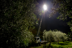 Оливковое масло CENTONZE Case Di Latomie, Biologico, Extra Virgin, темная бутылка, 1 л, Италия