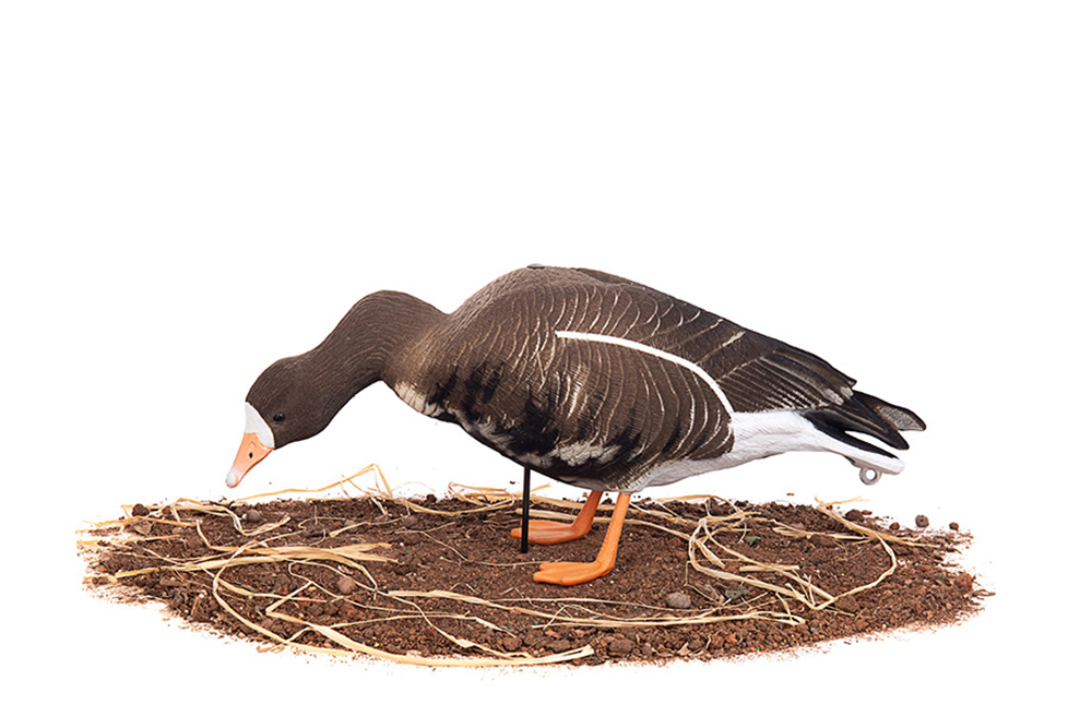 Белолобый гусь Duck Mania "ALFA" ЖИВОЕ ПЕРО мод. ALFA6B-DM-UV