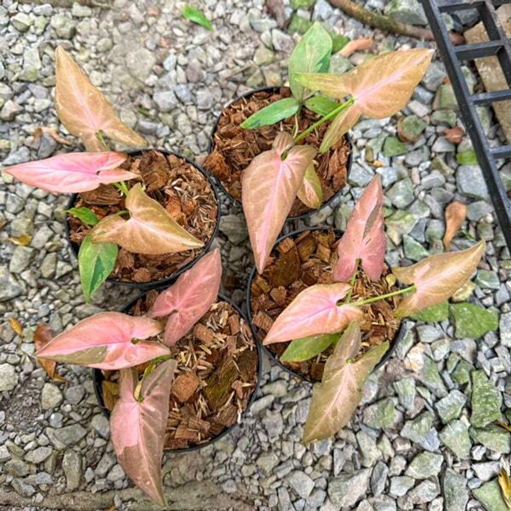 Сингониум EMERALD CHOCOLATE