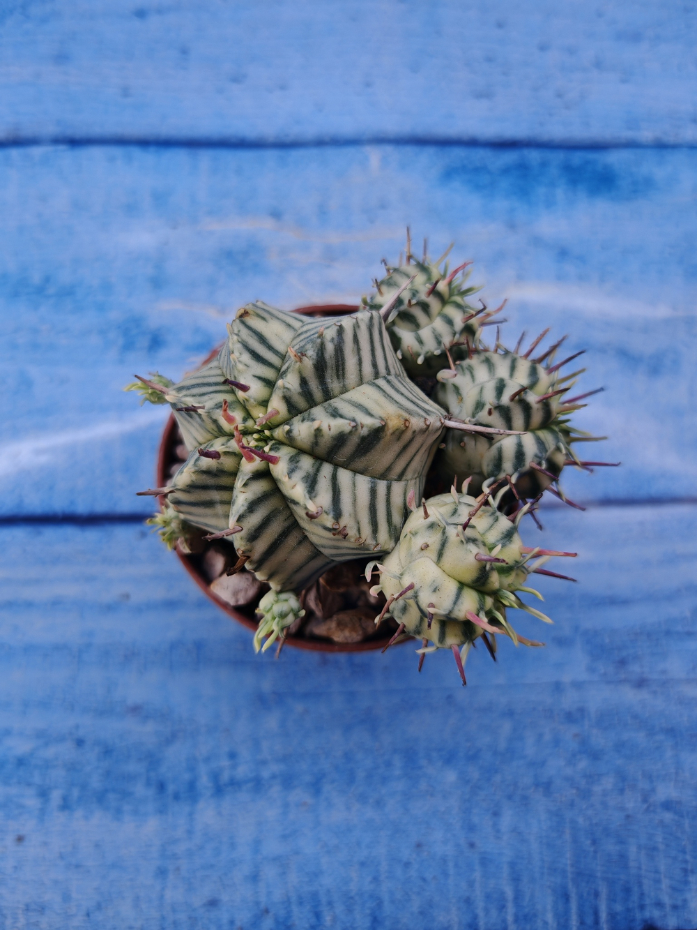 Euphorbia meloformis f. Variegated (Эуфорбия вариегатная)