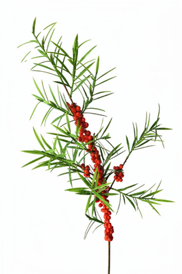 Ветка облепихи