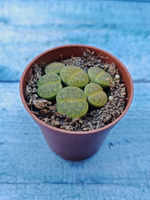 Lithops sp. (Литопсы)