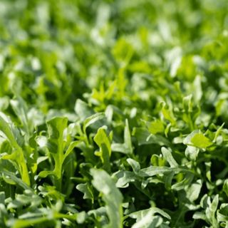 Рукола Грация  1 000 000 (семян)