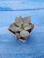 Echeveria Madiba (Эхеверия)
