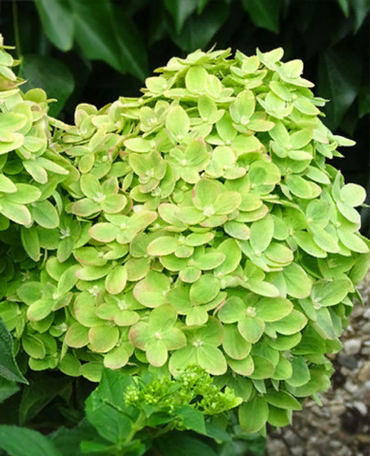 Гортензия метельчатая Мохито (7/8 веток) Закупка М59 апрель 2026