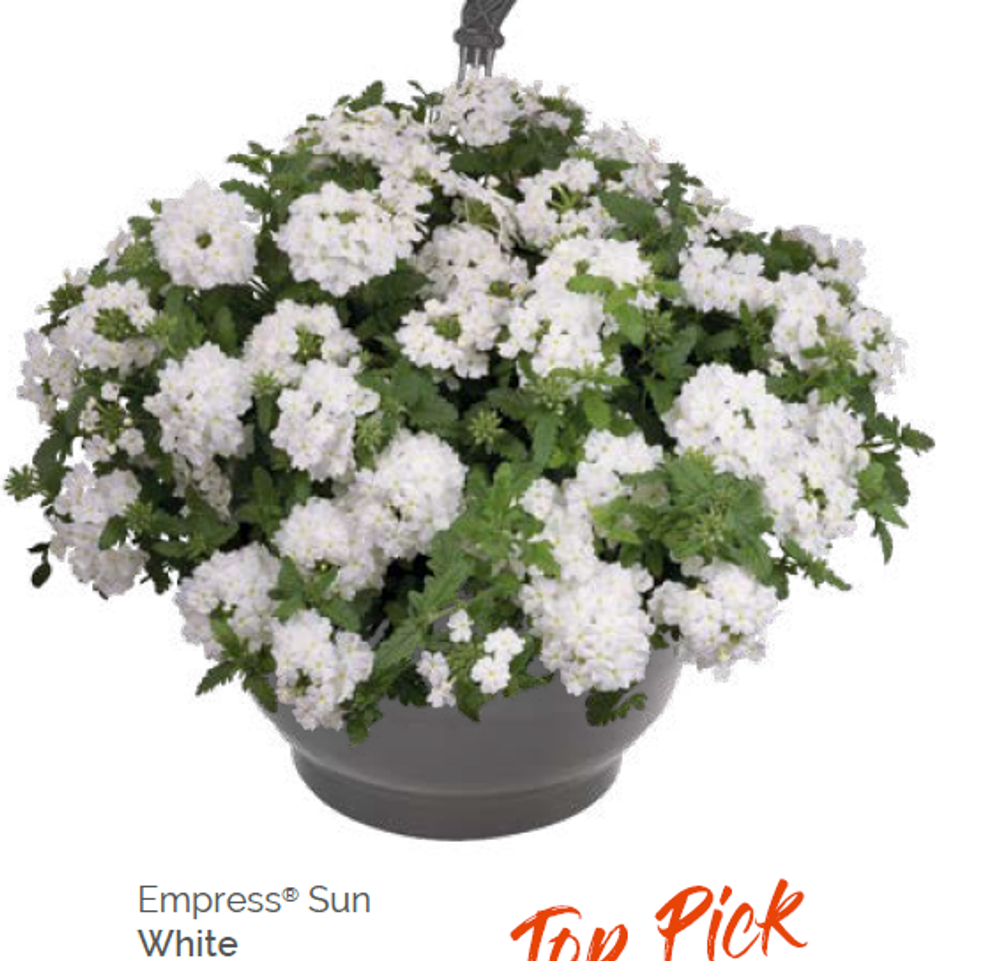 Вербена Empress Sun White укорененный черенок ОКС конец ноября