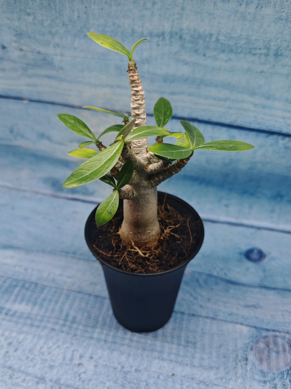 Adenium Baobab (Адениум)