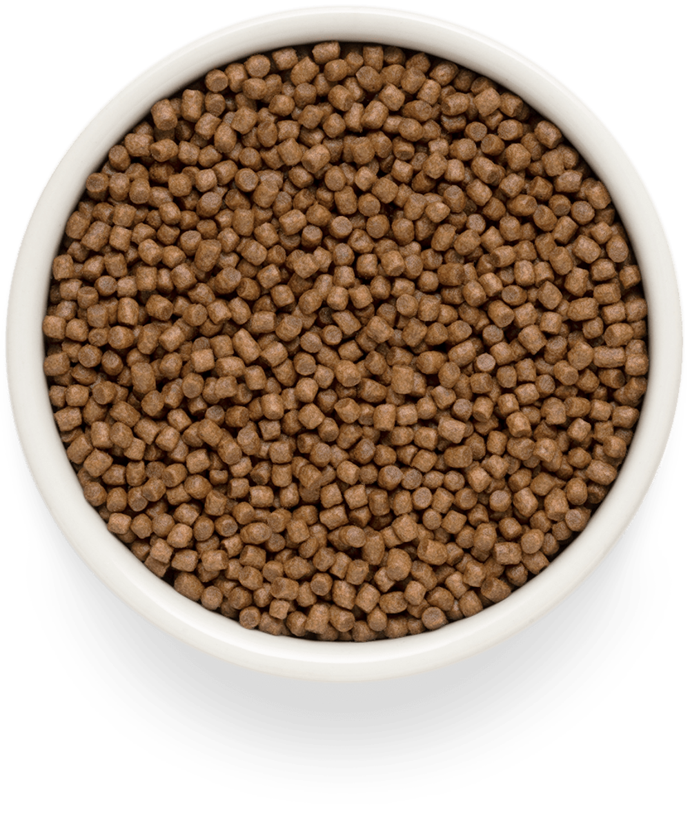 Grandorf Fresh Cat Potato корм сухой беззерновой для котят ягнёнок с бататом