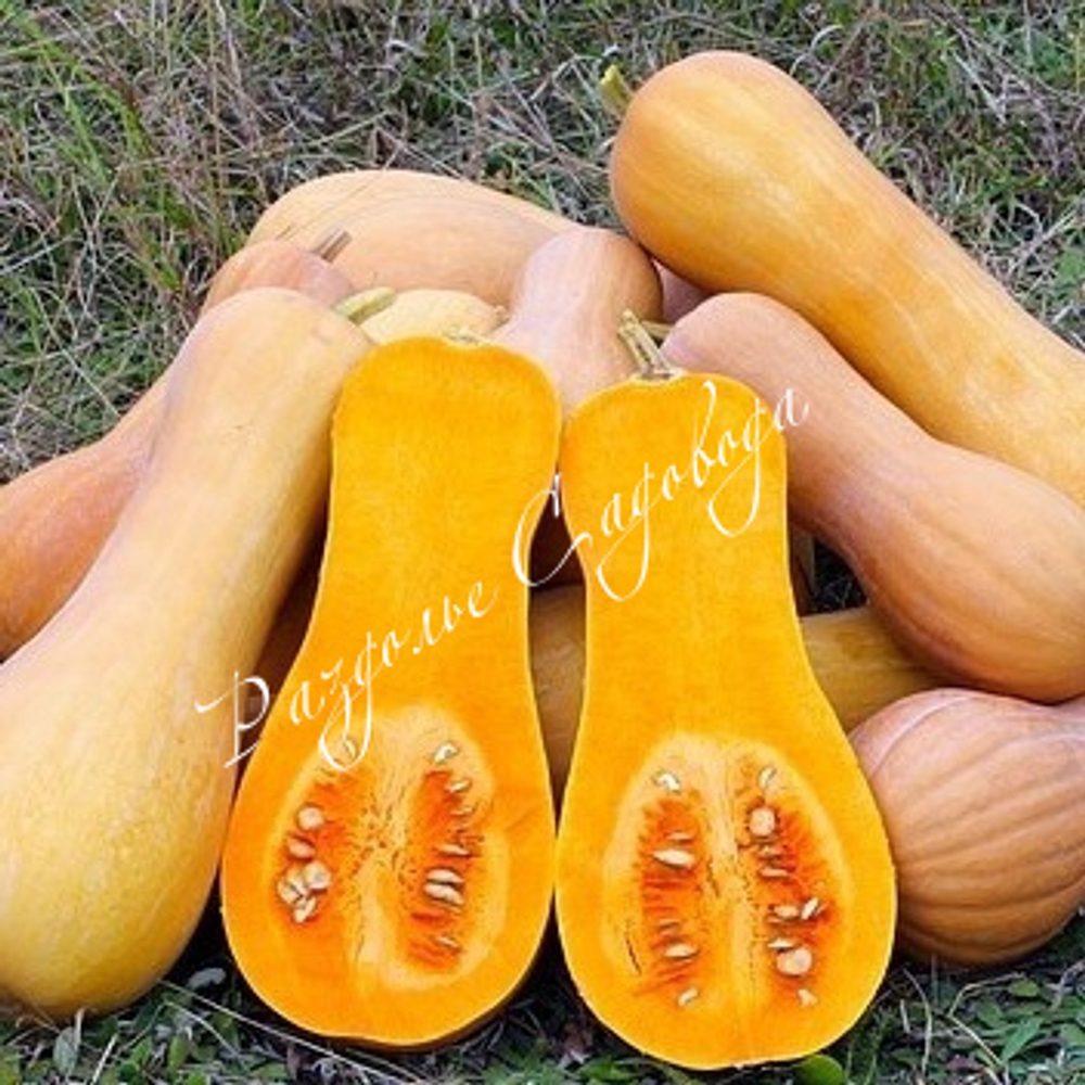 Тыква Арабатская (мускатная) горшок 0,4 л