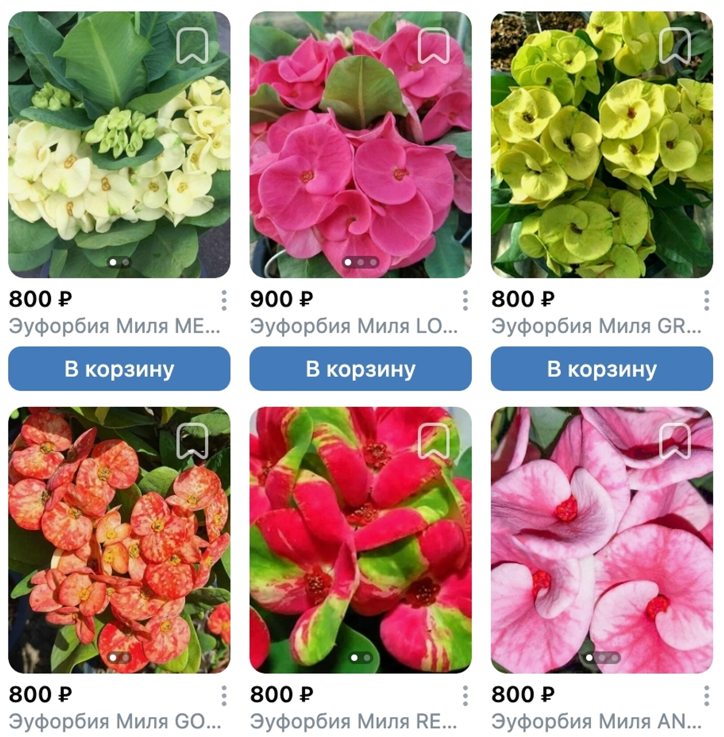 Предзаказ Эуфорбии милли Таиланд, поставка S17 июнь 2026