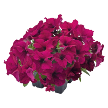 S60233 Петуния кустовая Grandiflora Success!360* Burgundy 10 шт.