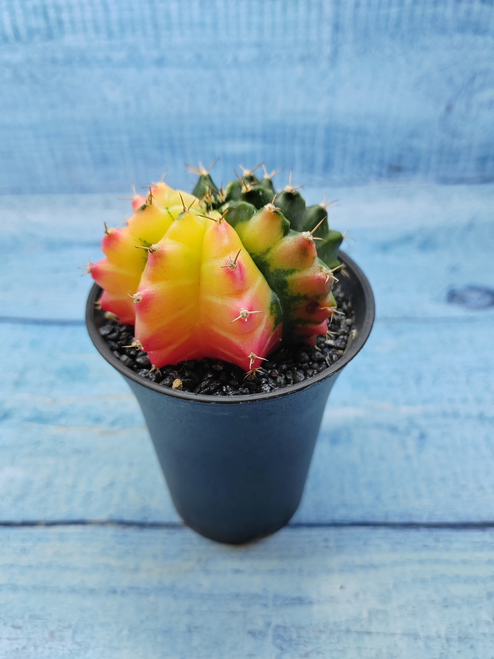 Gymnocalycium Variegata (Гимнокалициум Вариегатный)