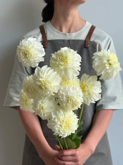 Георгин Zahra (корень) Закупка М55 апрель 2026