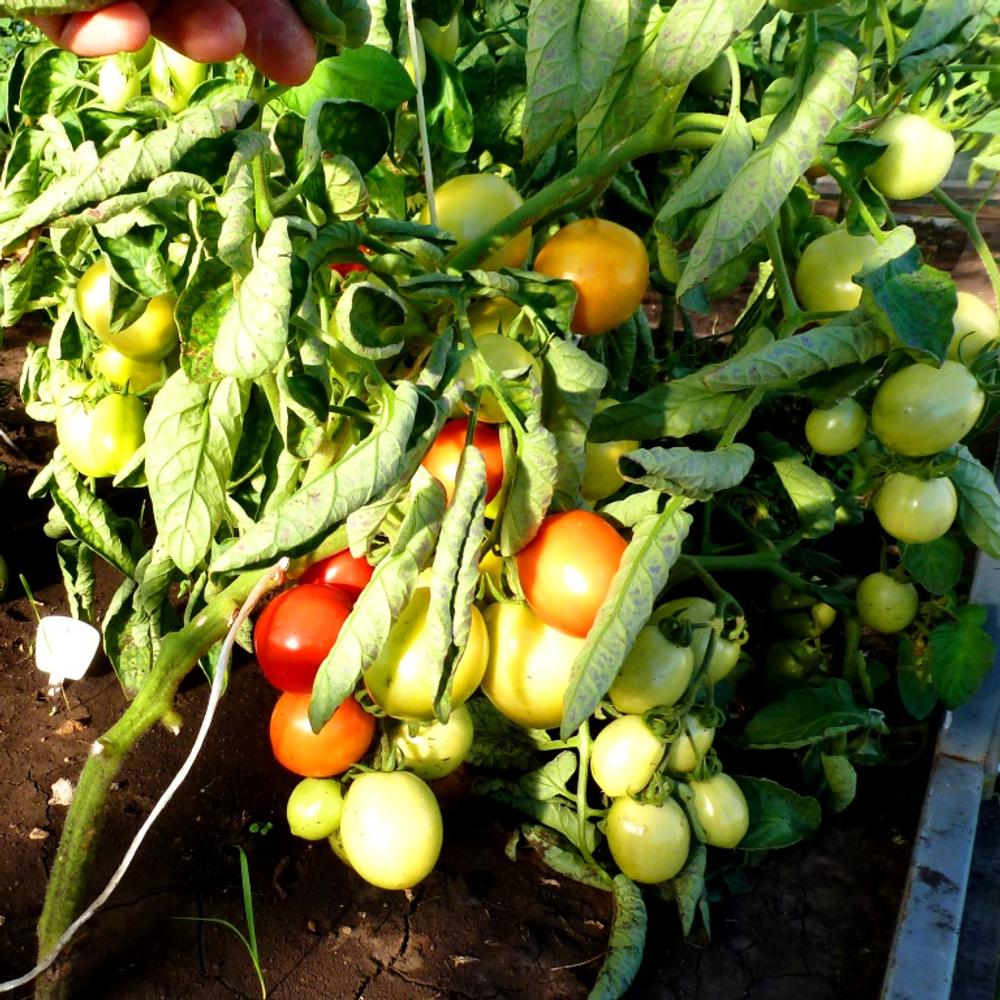 Помидоры — Урожайные Гусева