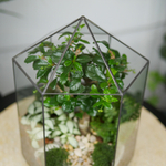 Флорариум бонсай Хижина