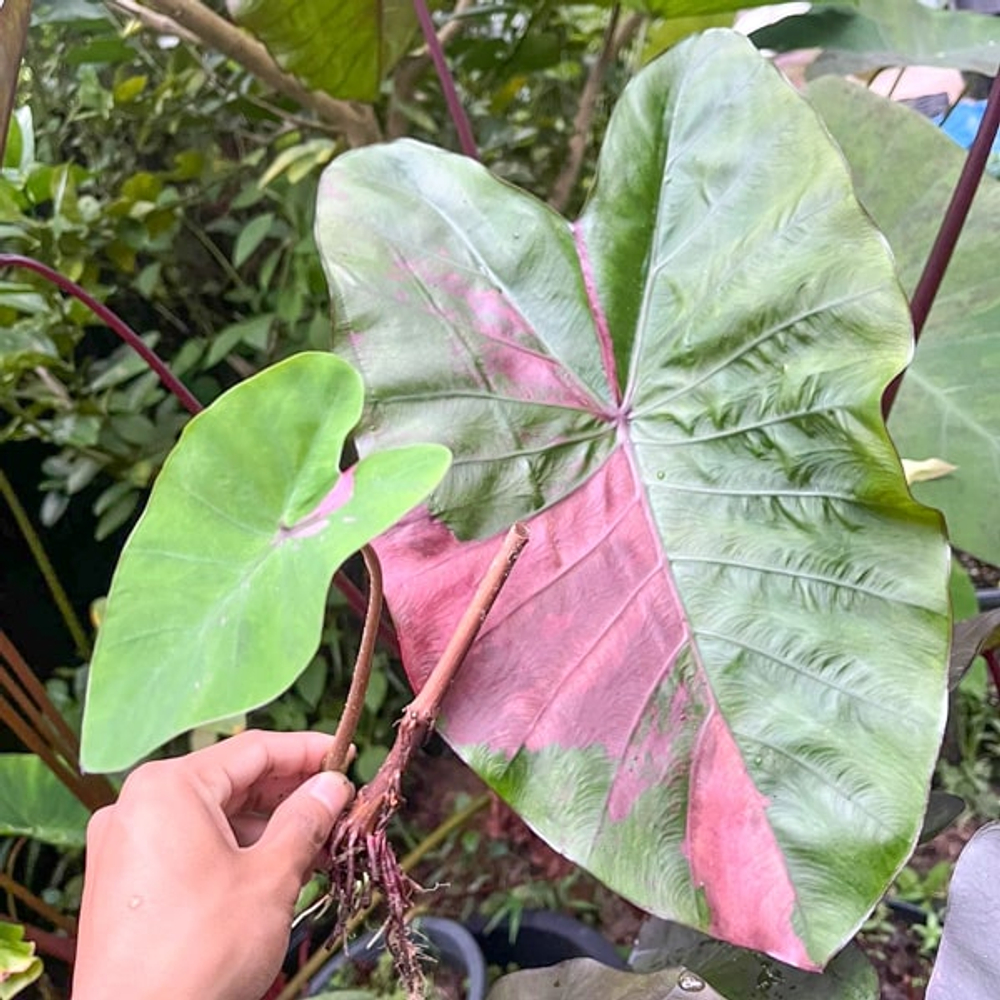 Колоказия SUKSATHIT PINK N1