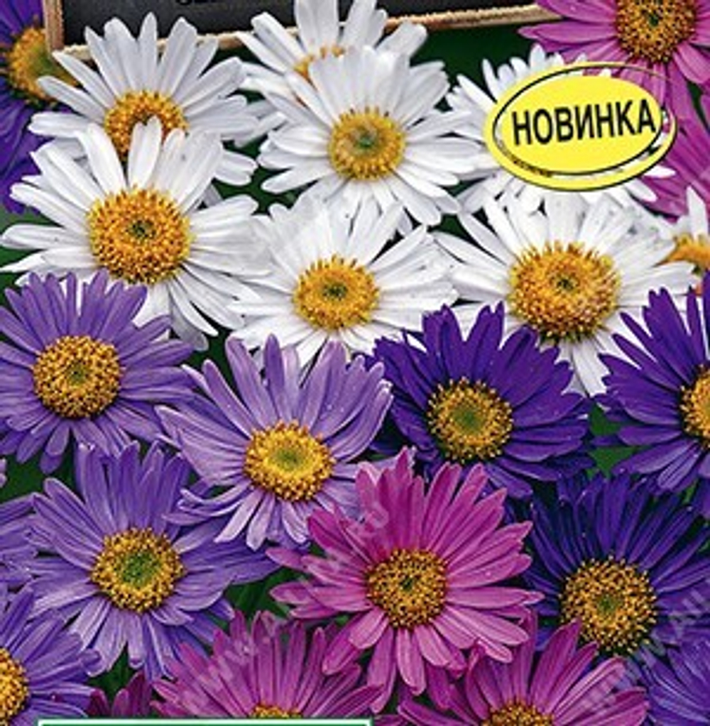 Астра альпийская Луговая смесь (аэ)