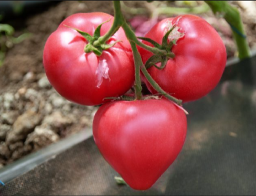 Астериус F1 семена томата индетерминантного (Enza Zaden / Энза Заден)