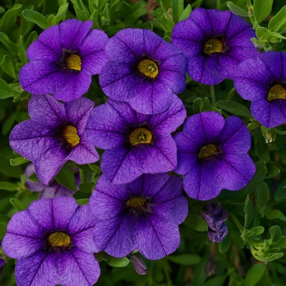 Калибрахоа Vista Blue moon