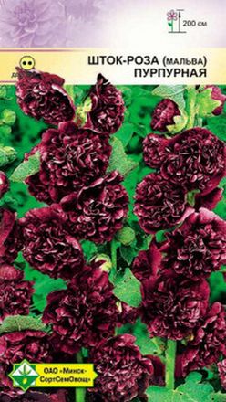 Шток-роза