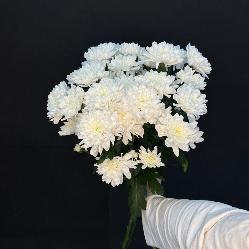 Хризантема кустовая Белая / 1 шт