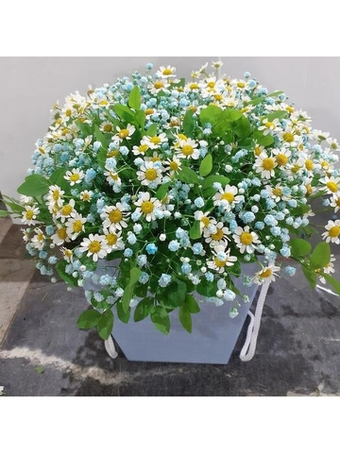 Композиция из ромашки и гипсофилы Ромашковое облако