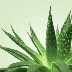 Нуру гель для массажа MIXGLISS ALOE VERA 150мл