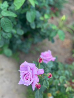 Гидролат розы