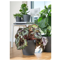 IKEA PERSILLADE  (ИКЕА ПЕРСИЛЛАДЕ)  -  Простыня, темно-серая, 24 см