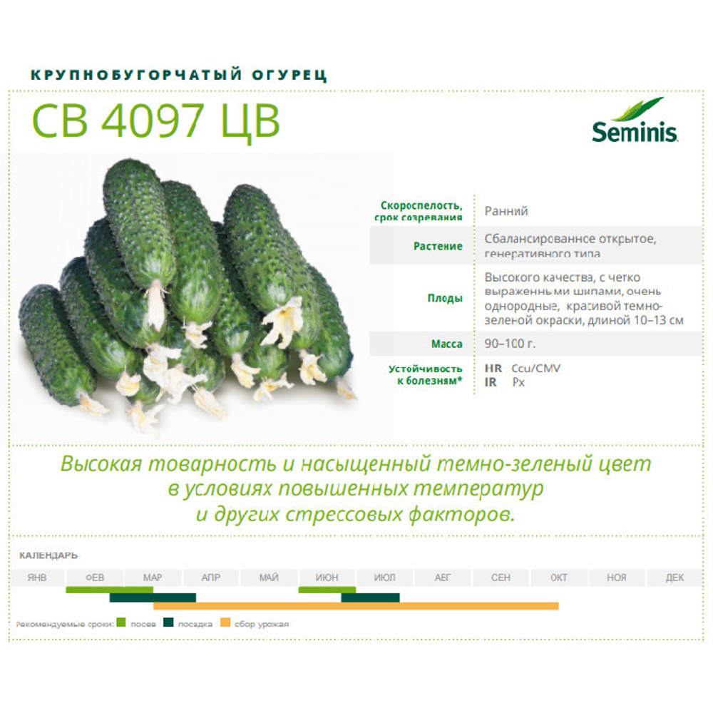 4097 F1 семена огурца партенокарпического (Seminis / Семинис)