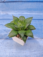 Haworthia Mirabilis hyb. (Хавортия)