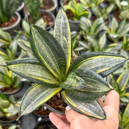 Сансевиерия HAHNII SILVER ZEBRA