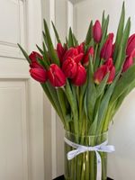 ОПТ тюльпан - классика КРАСНЫЙ