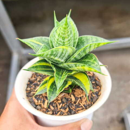 Сансевиерия SINDORO VAR