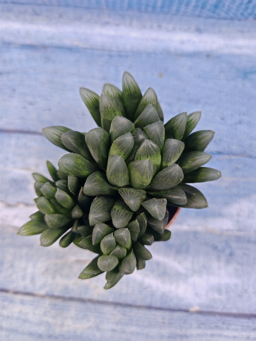 Haworthia Cooperi Pilifera (Хавортия)