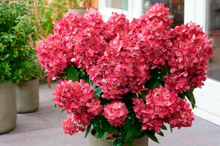 «Бонфайер» (Bonfire)  Метельчатая Гортензия Р9