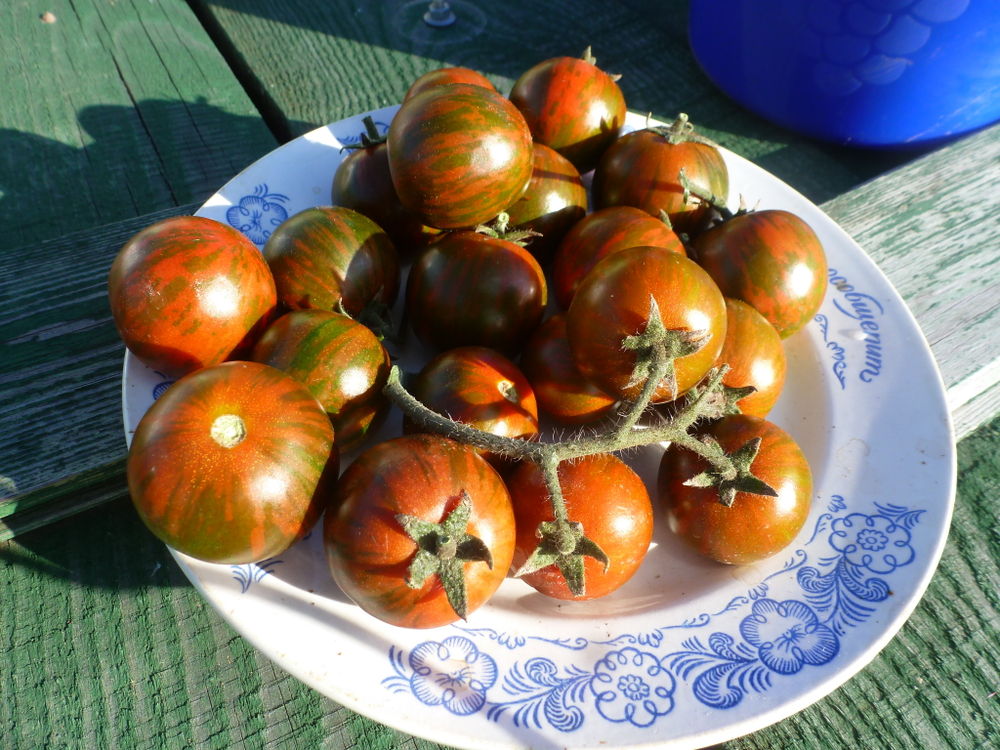 Помидоры - Black Zebra Cherry - Черри Черная Зебра