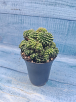 Gymnocalycium Spineless Crested form (Гимнокалициум Кристатный)
