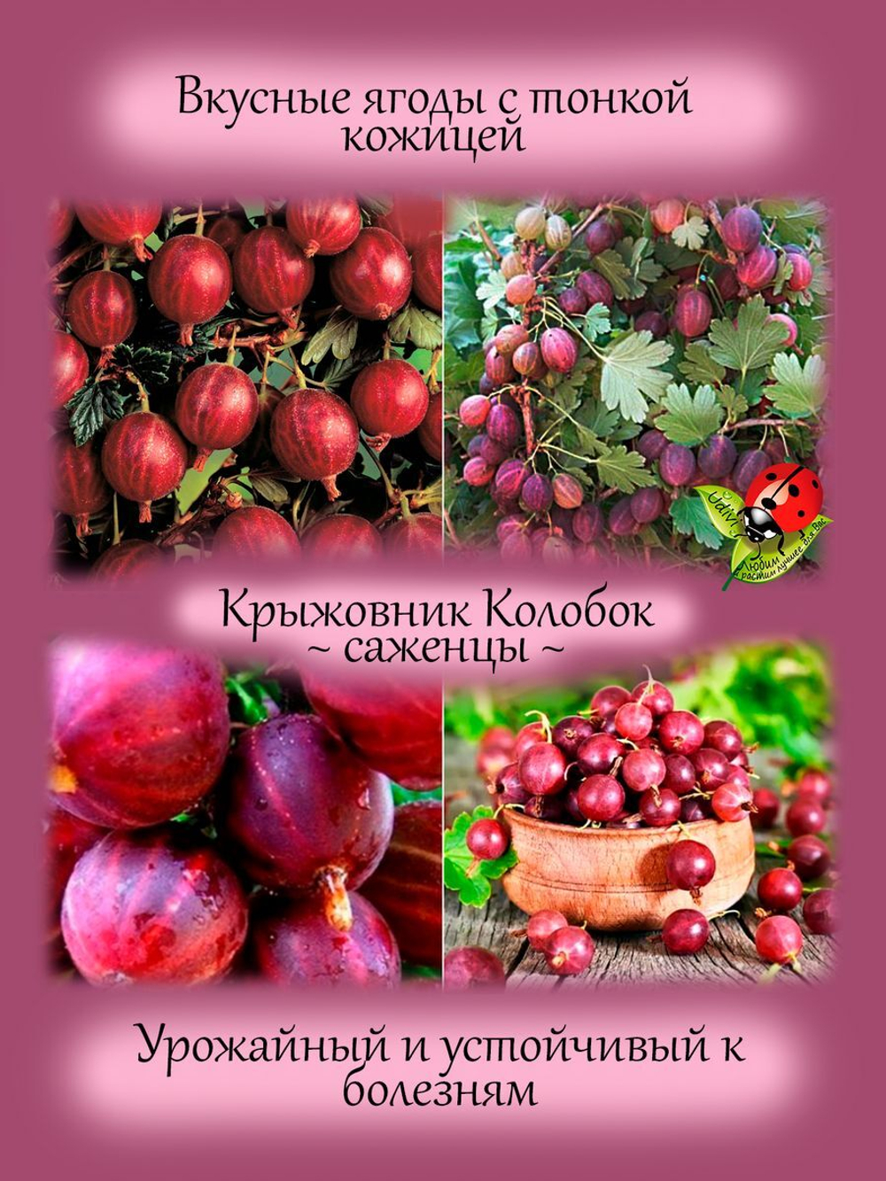 Крыжовник Колобок красный
