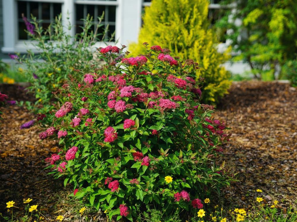 Спирея японская «Dart's Red»