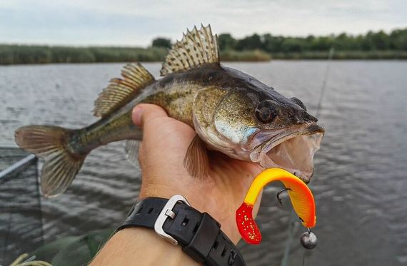 Виброхвосты LJ 3D Series RED TAIL SHAD 3.5in (08.90)/PG03 5шт.