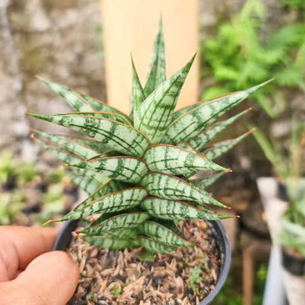 Сансевиерия NN77